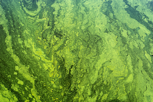 Green and yellow algae floating on the water's surface