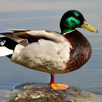 A duck perched on a rock, surrounded by water, enjoying a peaceful moment in nature.