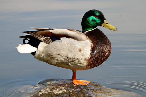 A duck perched on a rock, surrounded by water, enjoying a peaceful moment in nature.