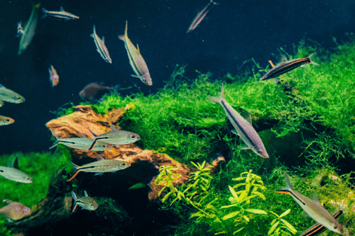 A group of tropical fish swimming around green aquatic plants and a piece of driftwood in a freshwater aquarium.