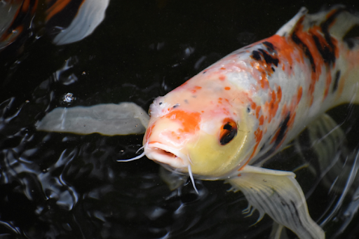 Koi fish gracefully swimming in a serene pond surrounded by lush greenery.
