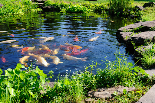 A serene pond filled with koi fish, surrounded by lush greenery and a winding path in the background.