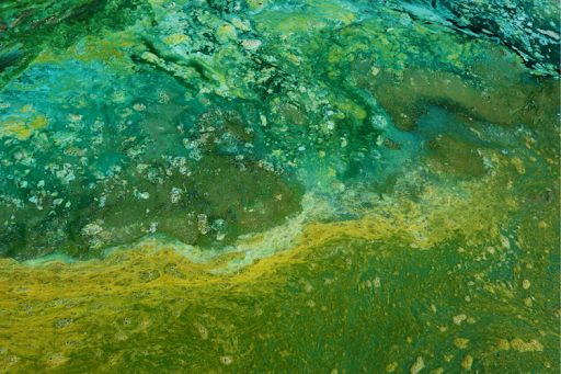 How to Get Rid of Algae in Ponds - A Complete Guide for Pond Owners
