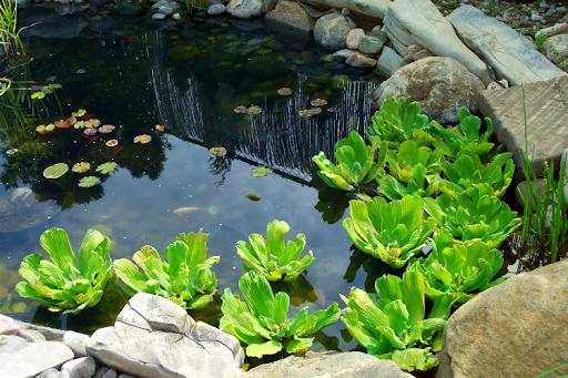 How to Cool Pond Water in Summer: A Guide For Keeping Your Pond Fresh