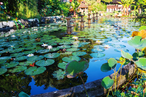 How to Dredge a Pond Without Killing the Ecosystem: Everything You Need to Know
