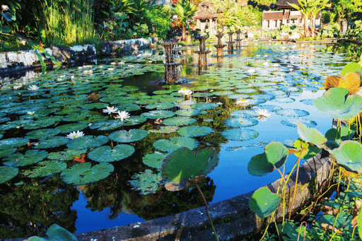 The Best Water Plants for Ponds