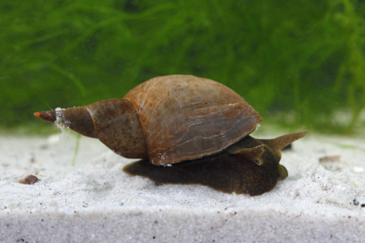 The Truth About Pond Snails: Are They Good or Bad for Your Garden Pond?