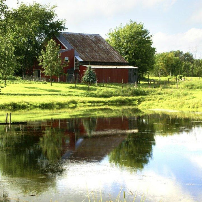 We Just Bought Property With A Pond On It.  Now What?