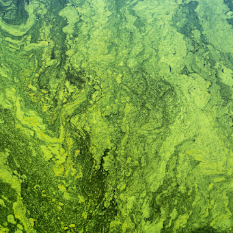 Green and yellow algae floating on the water's surface