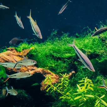 A group of tropical fish swimming around green aquatic plants and a piece of driftwood in a freshwater aquarium.
