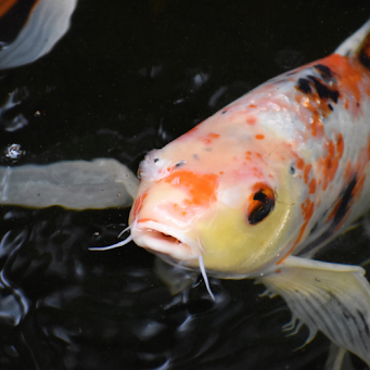 Koi fish gracefully swimming in a serene pond surrounded by lush greenery.