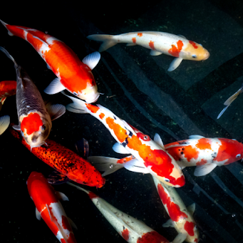 Colorful koi fish swimming gracefully in a serene pond surrounded by lush greenery.