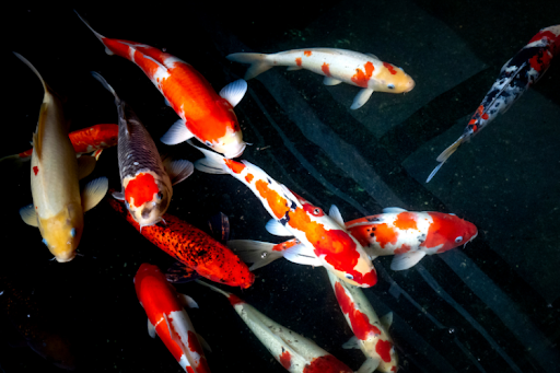 Colorful koi fish swimming gracefully in a serene pond surrounded by lush greenery.