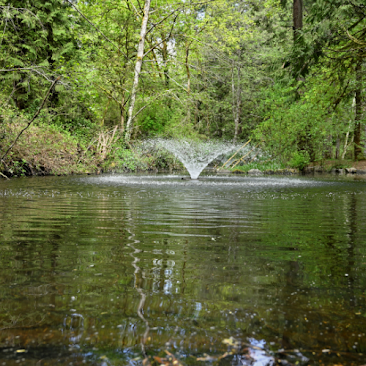 A serene forest pond featuring a central fountain surrounded by lush greenery and trees.