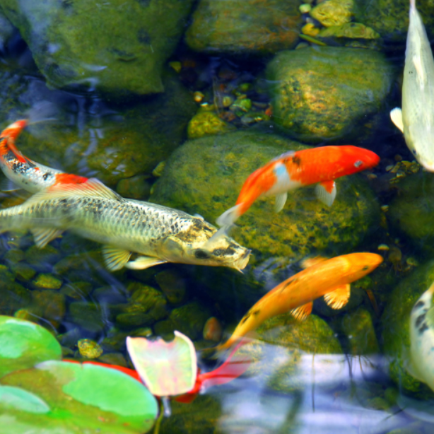 Koi Pond Aeration: Why Your Fish Need More Oxygen Than You Think
