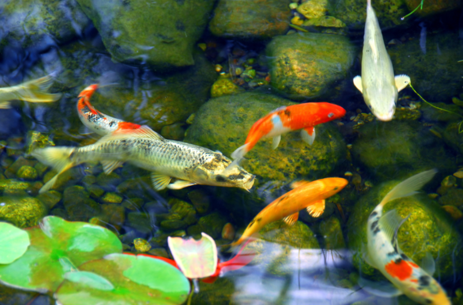 Koi Pond Aeration: Why Your Fish Need More Oxygen Than You Think