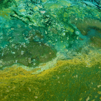 How to Get Rid of Algae in Ponds — A Complete Guide for Pond Owners