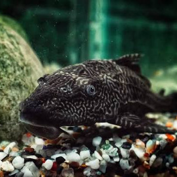 Algae-Eating Fish for Your Pond: What Actually Works (and What Doesn't)