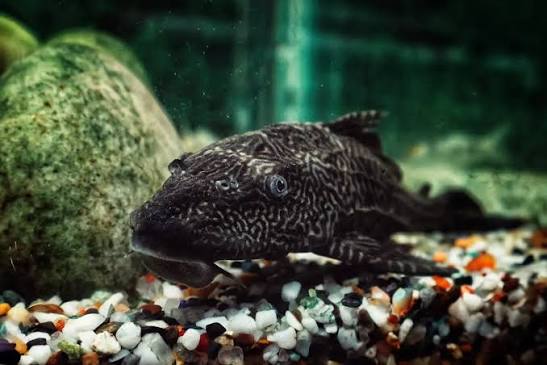 Algae-Eating Fish for Your Pond: What Actually Works (and What Doesn't)