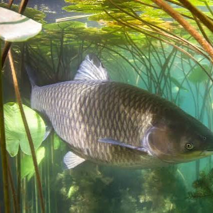 How Long Can Pond Fish Go Without Food? (Vacation & Extended Absence Guide)