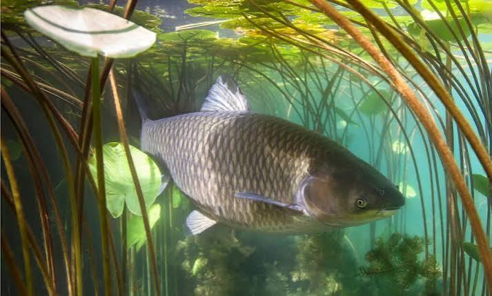 How Long Can Pond Fish Go Without Food? (Vacation & Extended Absence Guide)