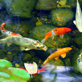 Koi fish swimming over smooth stones in a tranquil water garden.