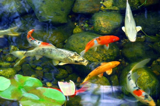 Koi fish swimming over smooth stones in a tranquil water garden.