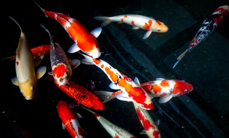 How to Build a Koi Pond