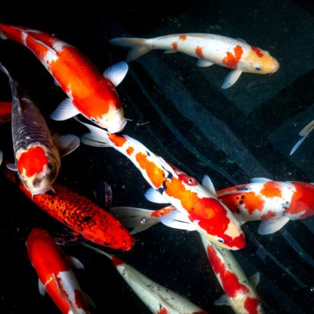 How to Build a Koi Pond