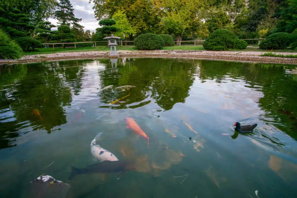 Pond Maintenance Made Easy: How to Prevent Algae, Weeds, and Poor Water Quality