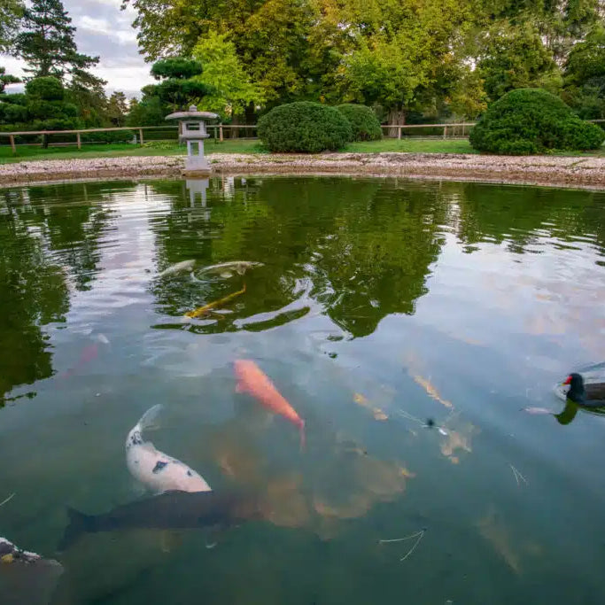 Pond Maintenance Made Easy: How to Prevent Algae, Weeds, and Poor Water Quality