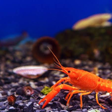 What Do Crayfish Eat? (And Why They Can Wreck Your Pond Liner)