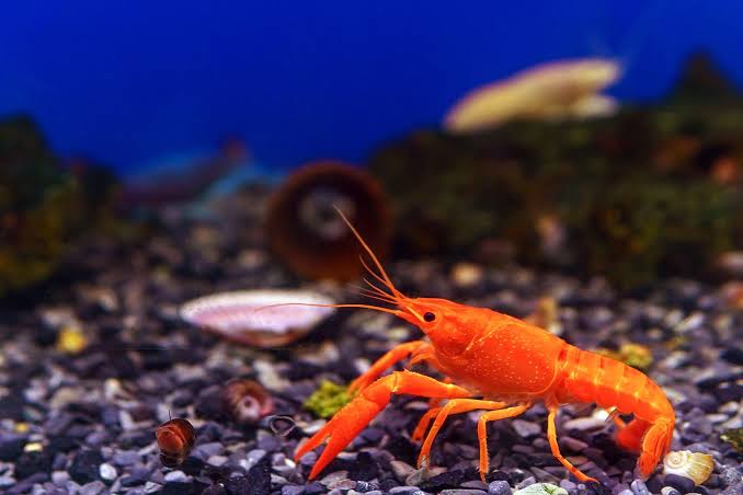 What Do Crayfish Eat? (And Why They Can Wreck Your Pond Liner)