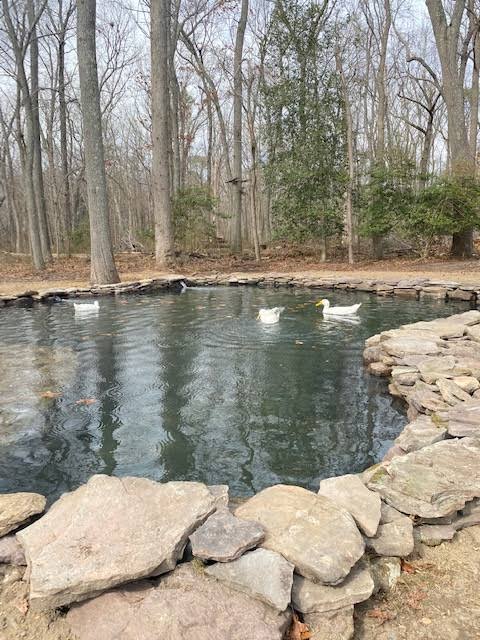 How to Build (and Actually Maintain) a Backyard Duck Pond