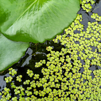 A lily pad and clusters of duckweed floating on pond water.