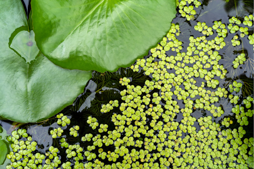 A lily pad and clusters of duckweed floating on pond water.