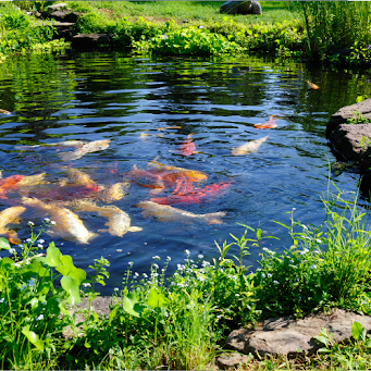 How To Get Rid Of Pond Algae Without Killing Fish