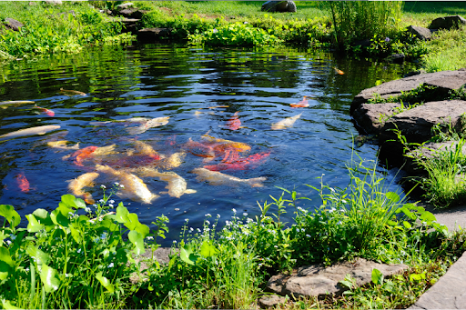 Koi fish swimming in a garden pond surrounded by greenery.