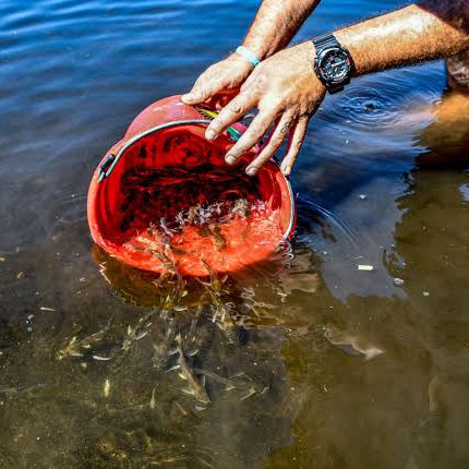 How to Stock a Pond the Right Way