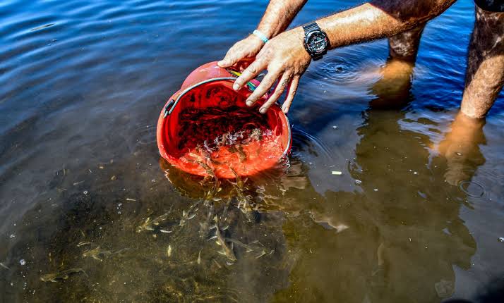 How to Stock a Pond the Right Way