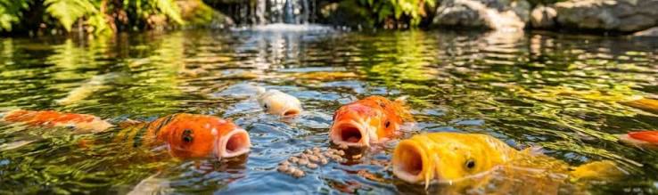 What Do Pond Fish Eat? A Complete Guide for Pond Owners