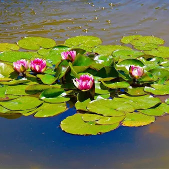 Lili Pads in a pond