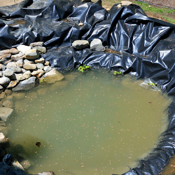 A pond covered with a black tarp, likely for maintenance or to prevent algae growth.