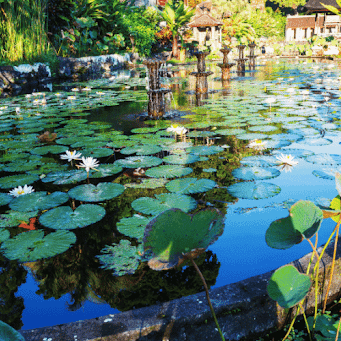 The Best Water Plants for Ponds