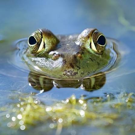 What Do Pond Frogs Eat? A Guide to Frogs in Your Backyard Pond