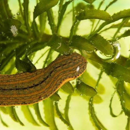 How to Get Rid of Leeches in Your Pond (Without Panicking)