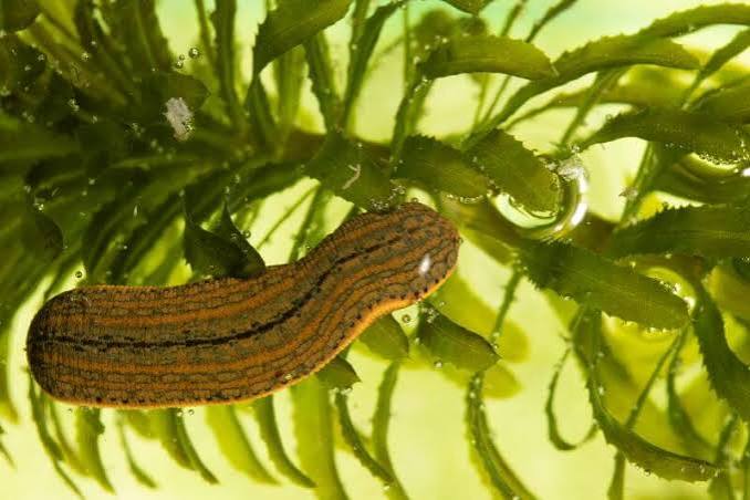How to Get Rid of Leeches in Your Pond (Without Panicking)