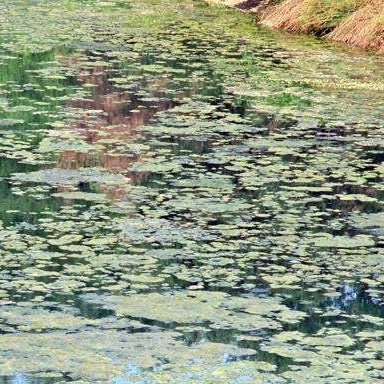 What Is Pond Scum, Really? (It's Probably Not What You Think)