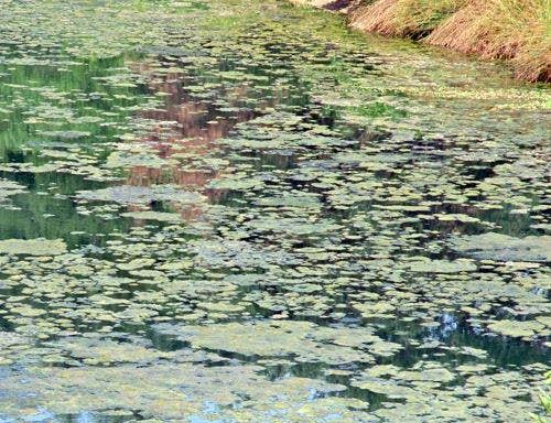 What Is Pond Scum, Really? (It's Probably Not What You Think)