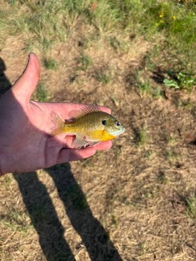 How Do Fish End Up in Ponds Nobody Stocked?